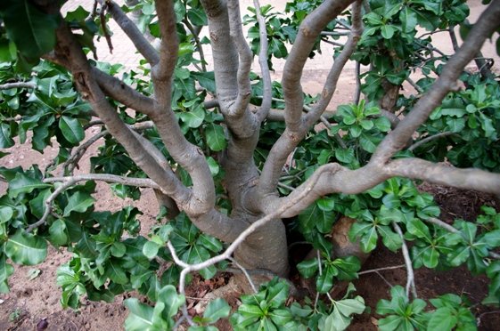 Adenium multiflorum stems