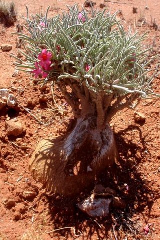 Adenium oleifolium exposed caudex top