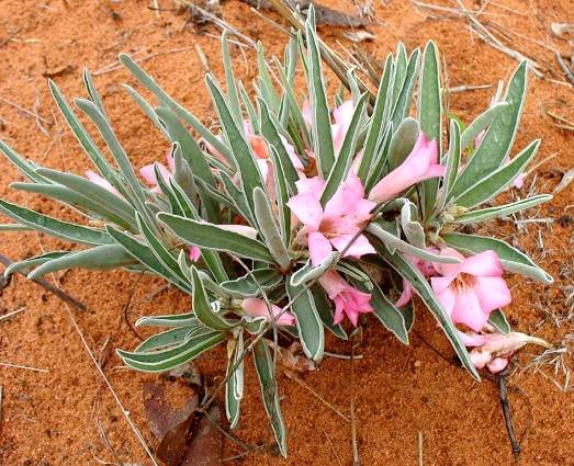 Adenium oleifolium