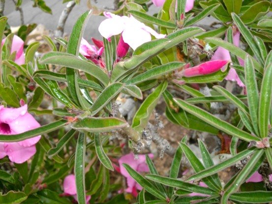 Adenium swazicum