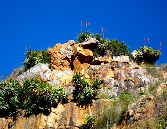 Aloe arborescens crowning a koppie