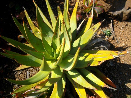 Aloe vryheidensis