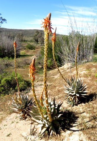 Aloe glauca