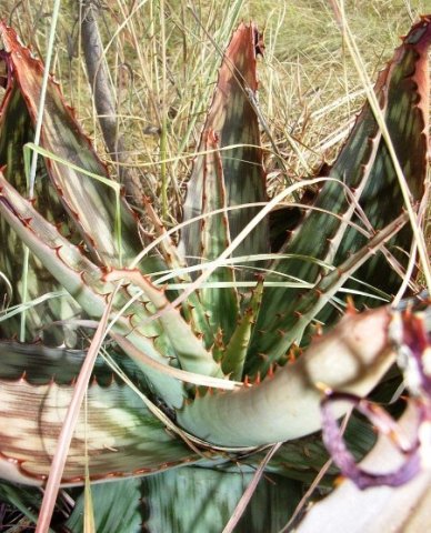 Aloe davyana leaf rosette