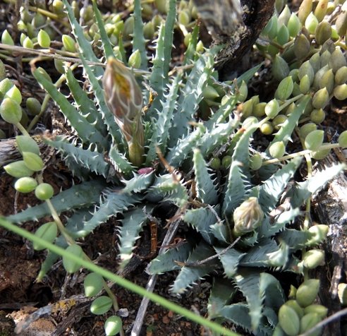 Aloe humilis
