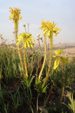 Aloe integra