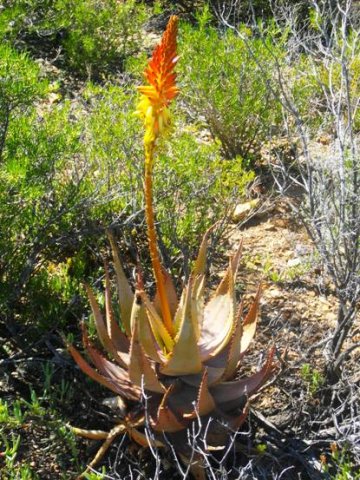 Aloe microstigma