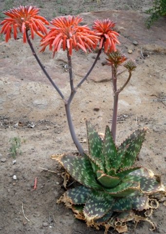 Aloe maculata