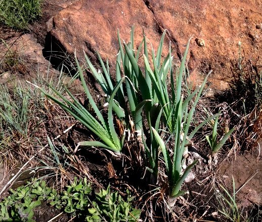 Aloe verecunda leaves