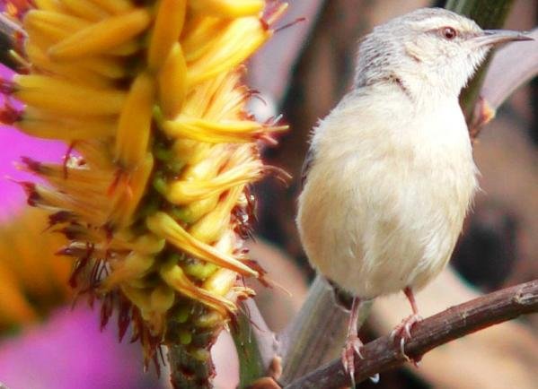 Aloe marlothii inspected by crombec nectarivore