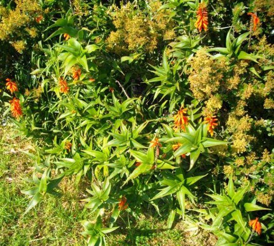 Aloiampelos ciliaris many stem-tips