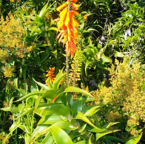 Aloiampelos ciliaris