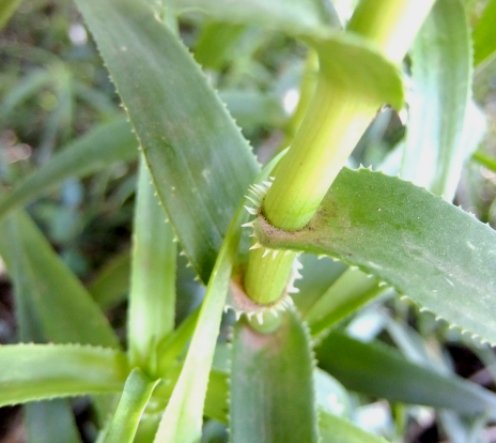 Aloiampelos ciliaris leaf bases