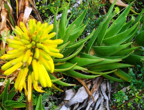 Aloiampelos commixta inflorescence