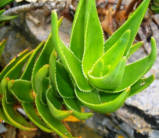 Aloiampelos commixta leaves