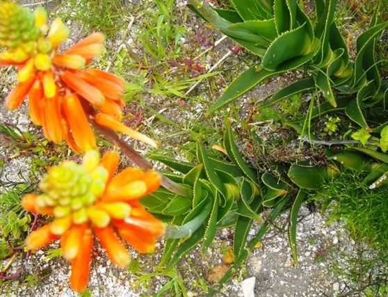 Aloiampelos juddii flowering from a stem-tip