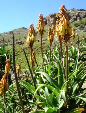 Aloiampelos striatula var. striatula