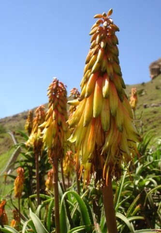 Aloiampelos striatula var. striatula flowers