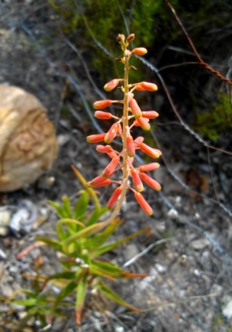 Aloiampelos tenuior buds