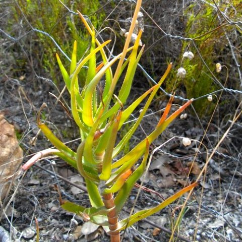 Aloiampelos tenuior leaves
