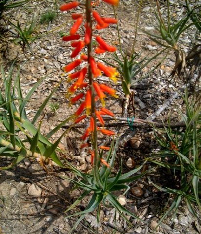Aloiampelos tenuior flowers