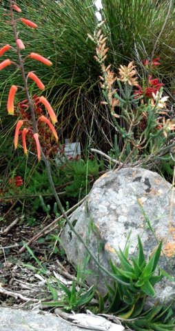 Aloiampelos gracilis flowers