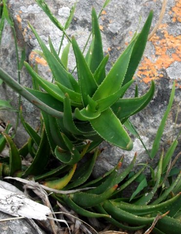 Aloiampelos gracilis 