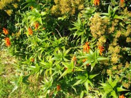 Aloiampelos ciliaris many stem-tips