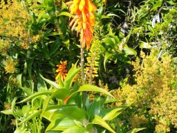 Aloiampelos ciliaris