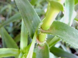 Aloiampelos ciliaris leaf bases