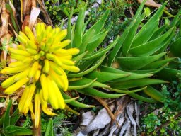Aloiampelos commixta inflorescence