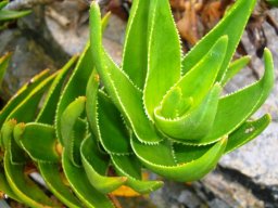 Aloiampelos commixta leaves