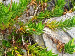 Aloiampelos commixta shrub