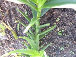 Aloiampelos decumbens