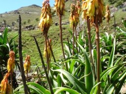 Aloiampelos striatula var. striatula