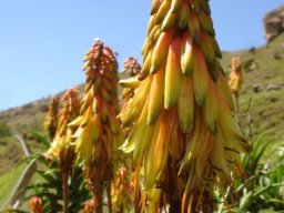 Aloiampelos striatula var. striatula flowers