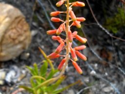 Aloiampelos tenuior buds