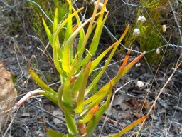 Aloiampelos tenuior leaves