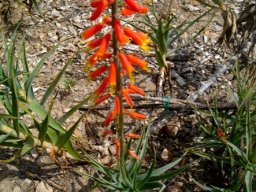 Aloiampelos tenuior flowers