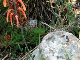 Aloiampelos gracilis flowers