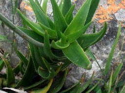 Aloiampelos gracilis 