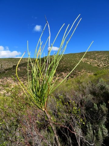 Anginon difforme solitary stem-tip