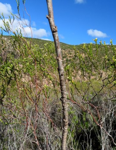 Anginon difforme bare stem