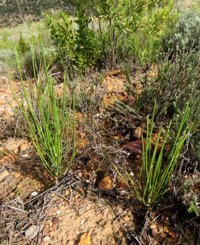Anginon difforme twin saplings