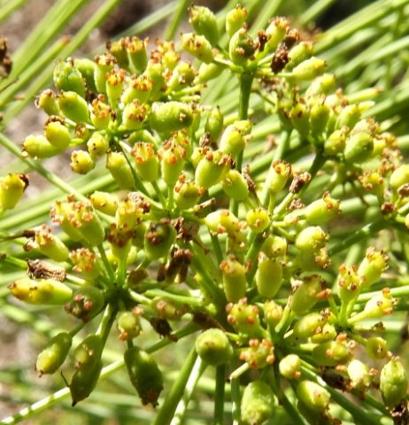 Anginon difforme fruit