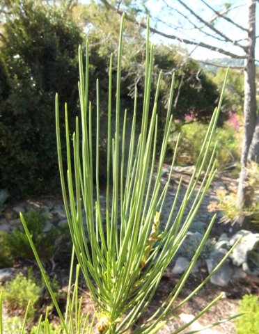 Anginon difforme leaves