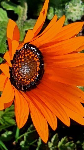 Arctotis acaulis orange and shine