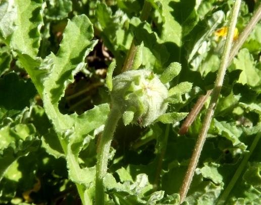 Arctotis arctotoides bud with protrusions