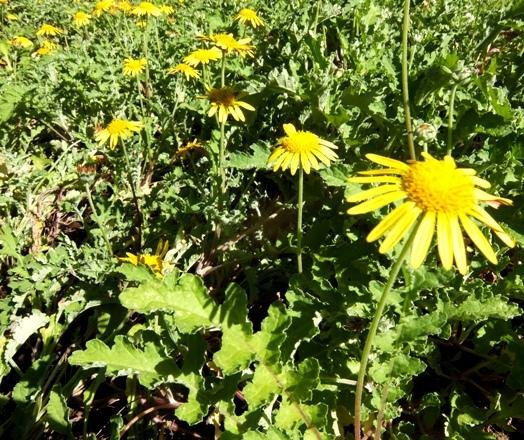 Arctotis arctotoides