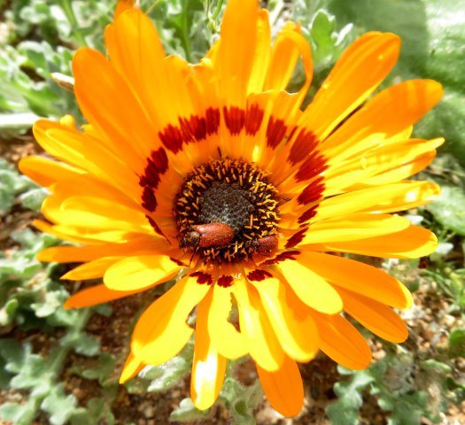 Arctotis fastuosa eaten